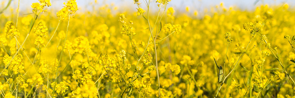 Närbild på blommande rapsfält - Technical Products - AAK