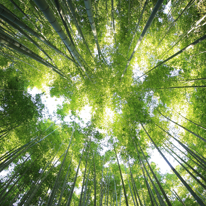 Trees and sky seen from underneath - Investors - AAK