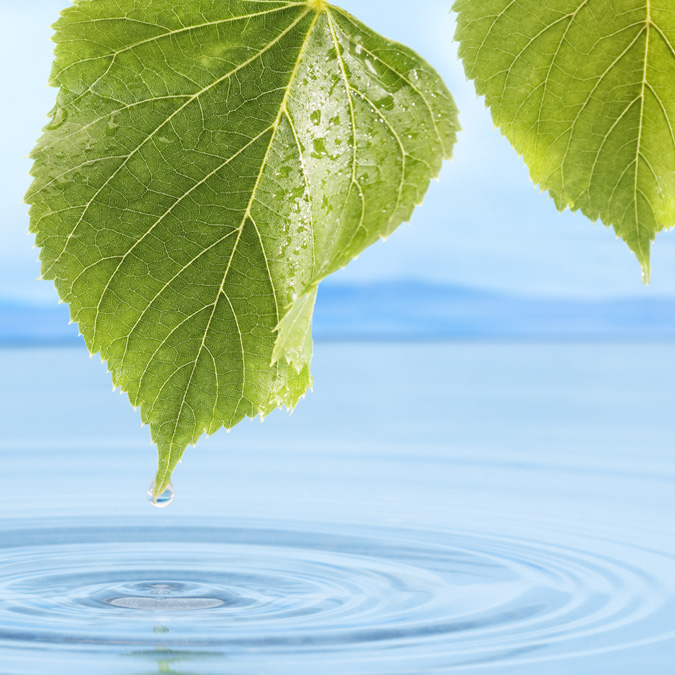 Water dripping from a leaf into the sea - Technical Products - AAK